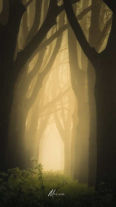 Mistic fog