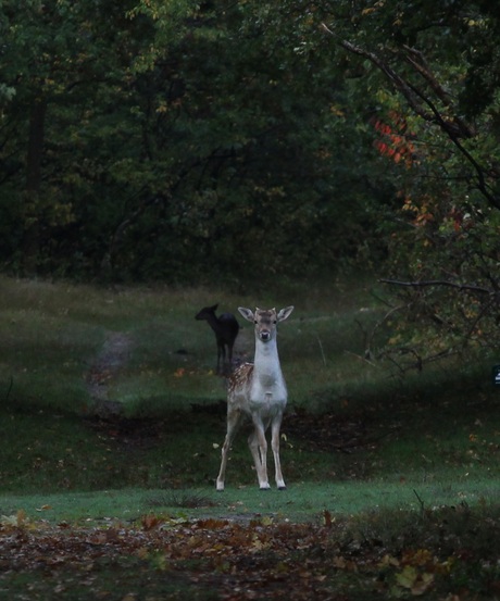 Oog in oog met een hertje