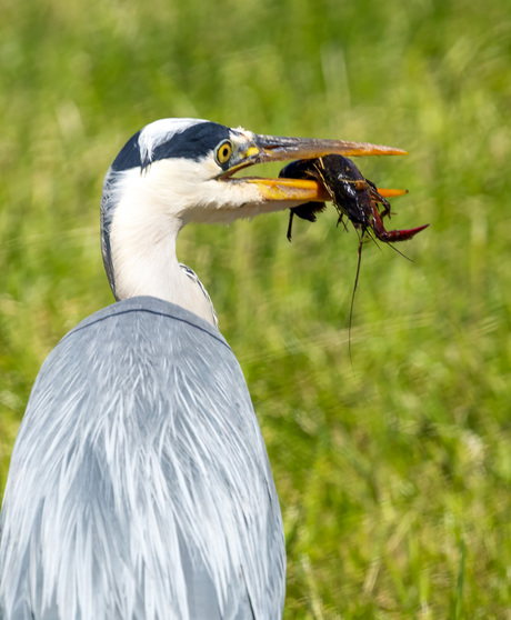 Blauwereiger
