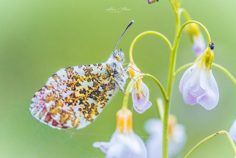 Oranjetipje met kevertje