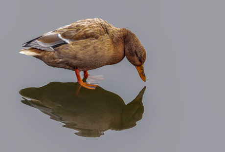 Spiegeltje Spiegeltje aan de wand.......