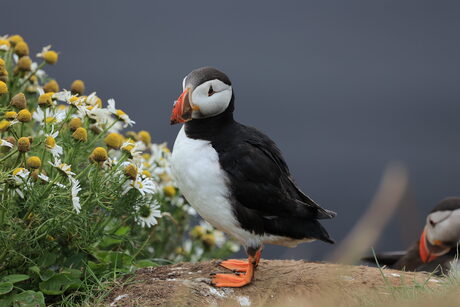 Puffin