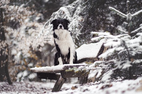 Even stil staan bij winterwonderland