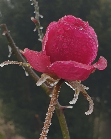 Frozen