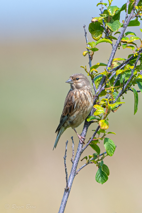 Kneu (V) op de uitkijk