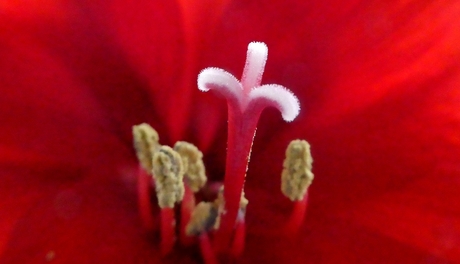 Amaryllis