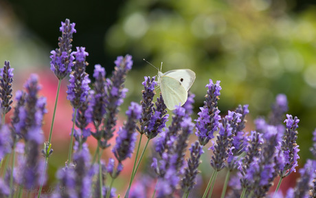 lavendel