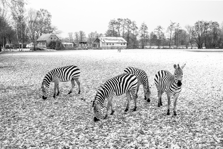 Hollandse zebra's