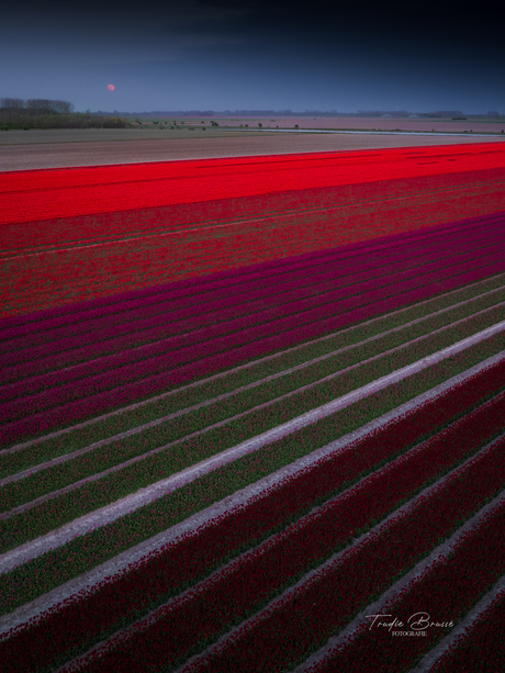 Opkomende maan bij de tulpenvelden 