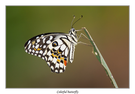 Colorful butterfly