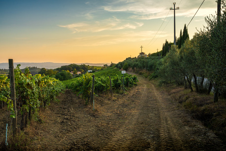 Wijngaard Toscane 