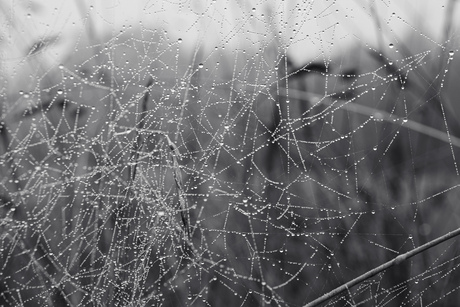 Spinnenweb 
