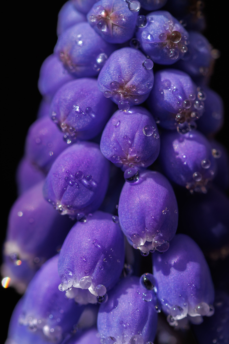 Druppels op druifjes