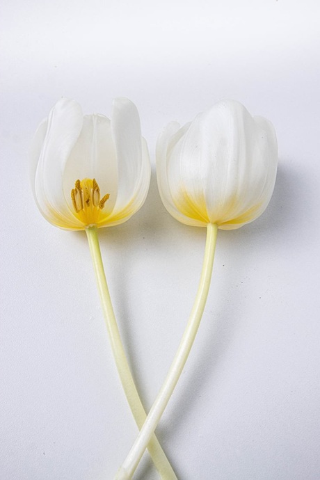 Tulpen 
