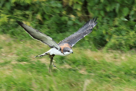 Roodrugbuizerd
