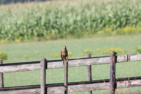 Buizerd