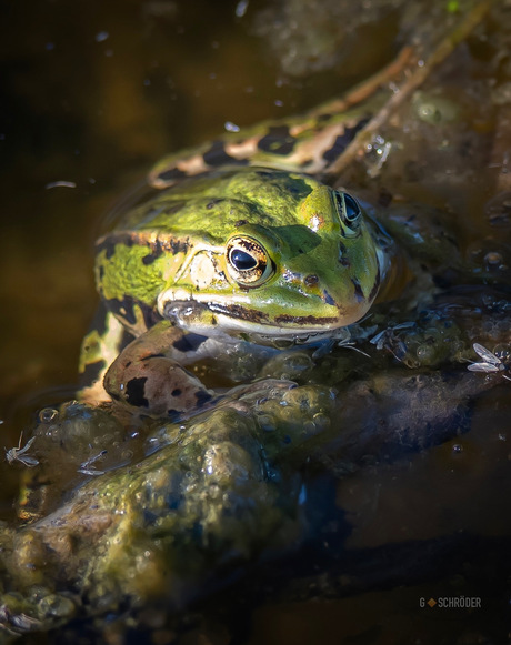 Groene kikker