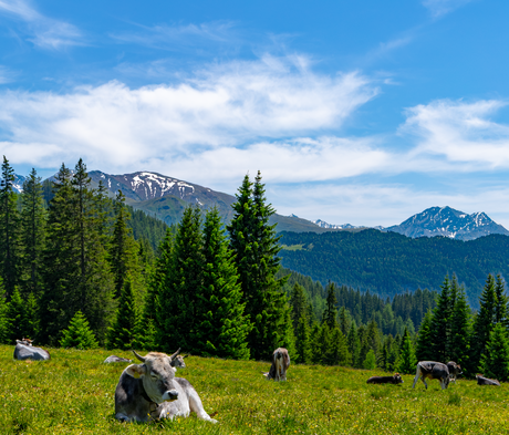 Koeien in Oostenrijk