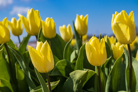 Gele tulpen met blauwe lucht