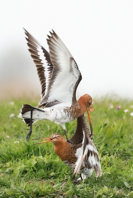 Grutto,s in gevecht ... 