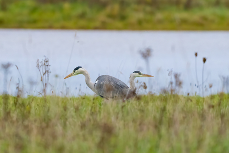 2 Blauwe reigers