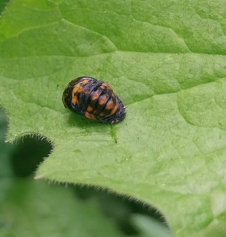 Rups van sint Jacobsvlinder 