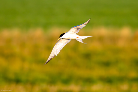 Diverse vogels bij het Gasthuispad