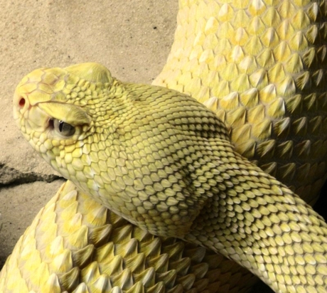 Serpent