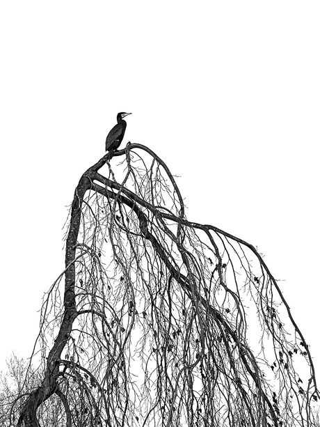 Aalscholver zwart wit