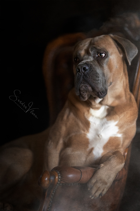 Cane Corso CEO