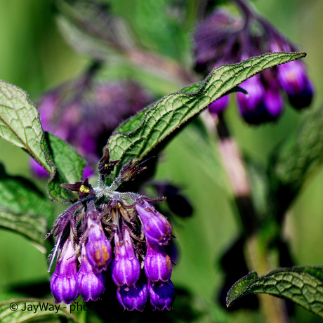 Bloemen