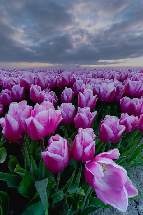 Pink Field