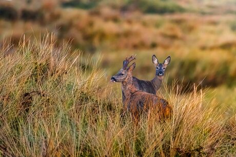 Reebok steekt de tong uit. 