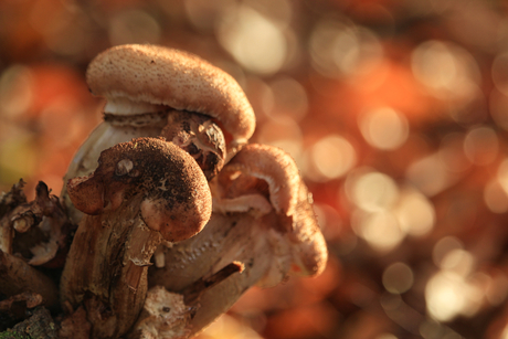 Paddenstoelen in herfstbokeh