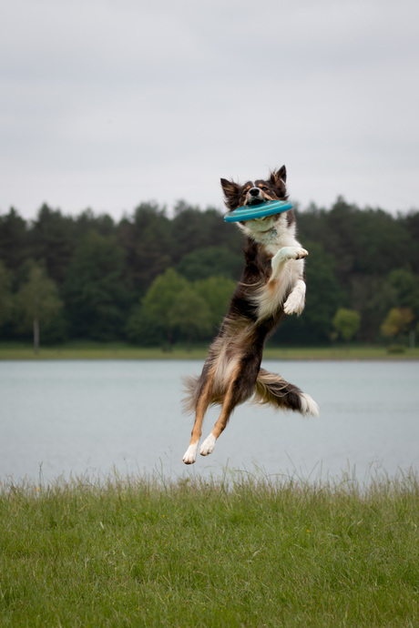 Frisbee vriendje