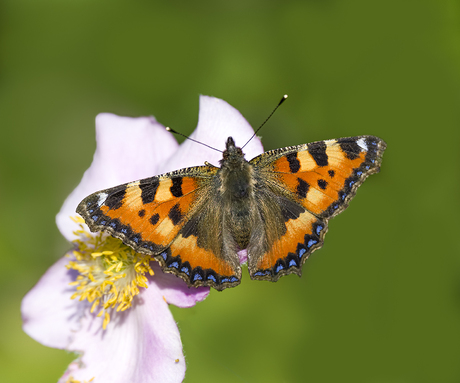 Kleine vos vlinder