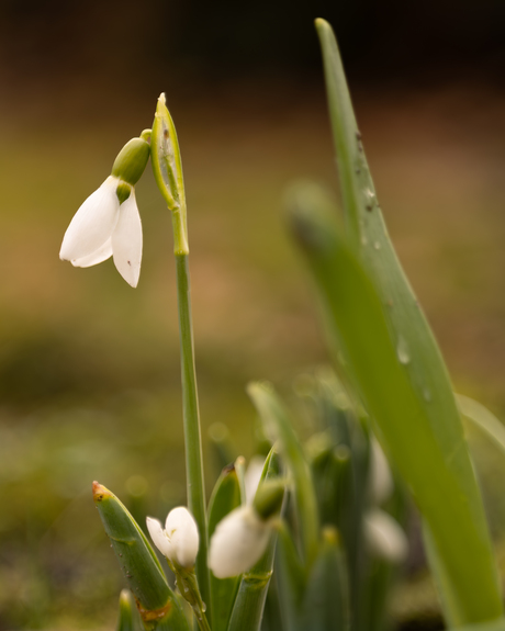 Sneeuwklokjes in Groningen bij Selwerderhof.