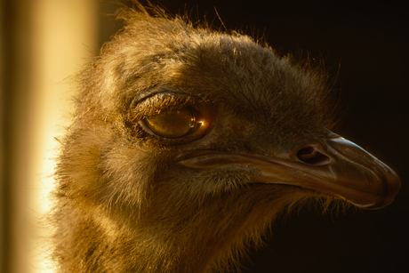 Struisvogel oog refractie op het cornea.