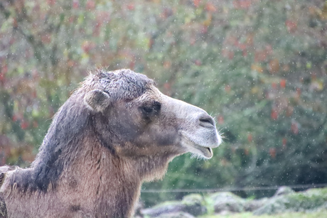 Kameel in de regen