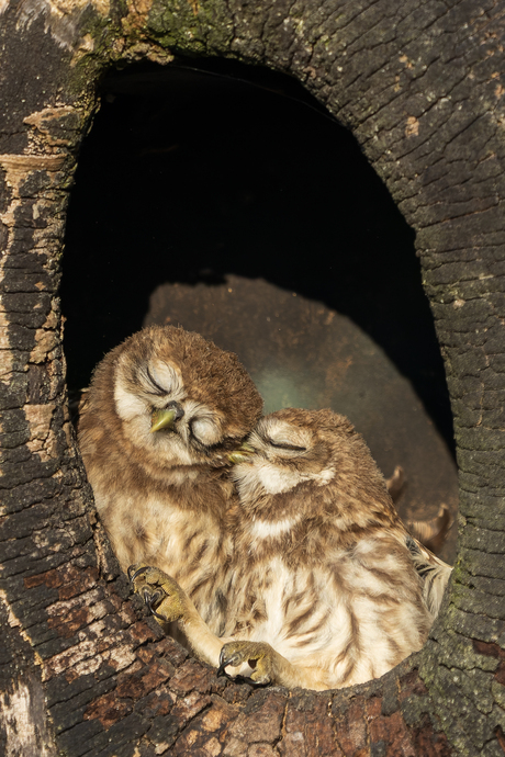 2 jonge Steenuilen
