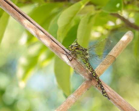 Groene Glazenmaker met 