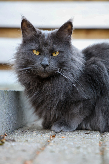 Testen R8 - Onbewerkt