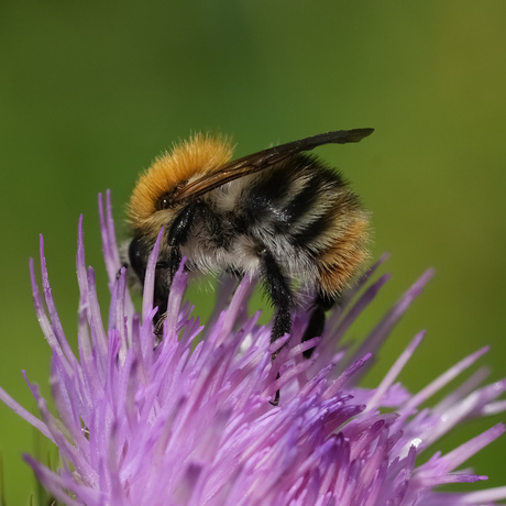 Hommel