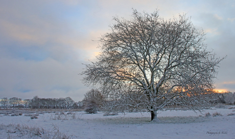 Sneeuwboom in vroeg ochtendlicht