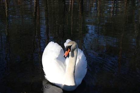 Swanlake