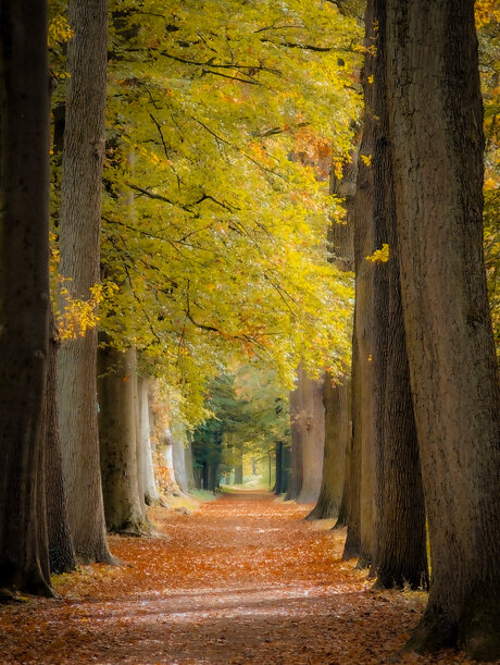 Bomen in herfst