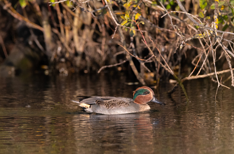 Wintertaling