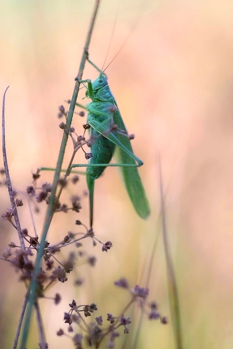 Grote groene sabelsprinkhaan 