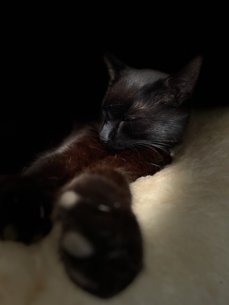 Sleeping beauty no. 2