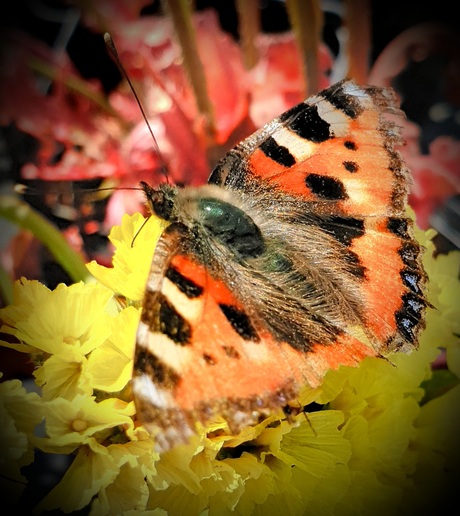 Oranje boven